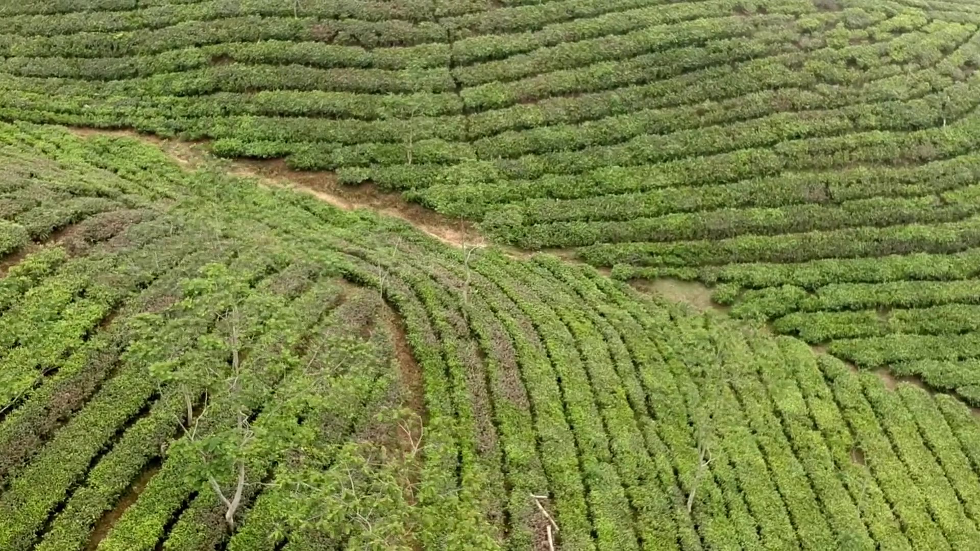 T-Tea Group tea plantation in East Africa